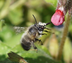 Anthophora plumipes