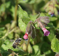 Anthophora plumipes
