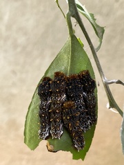 Lepidoptera