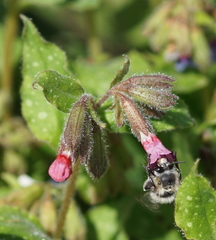 Anthophora plumipes