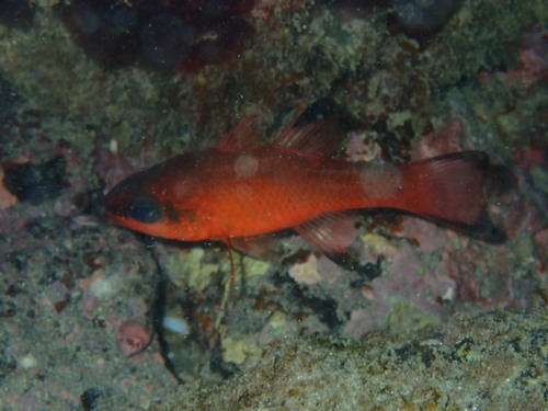 Cardinal fish (Apogon imberbis) — Apogonidae — 4