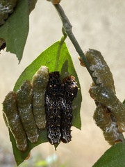 Lepidoptera
