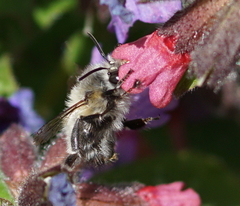 Anthophora plumipes