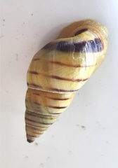 Drymaeus rufolineatus