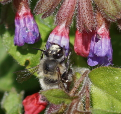 Anthophora plumipes