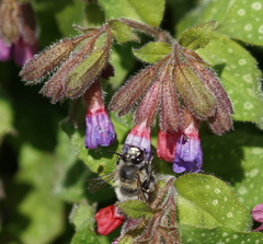 Anthophora plumipes