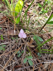 Callisia ornata