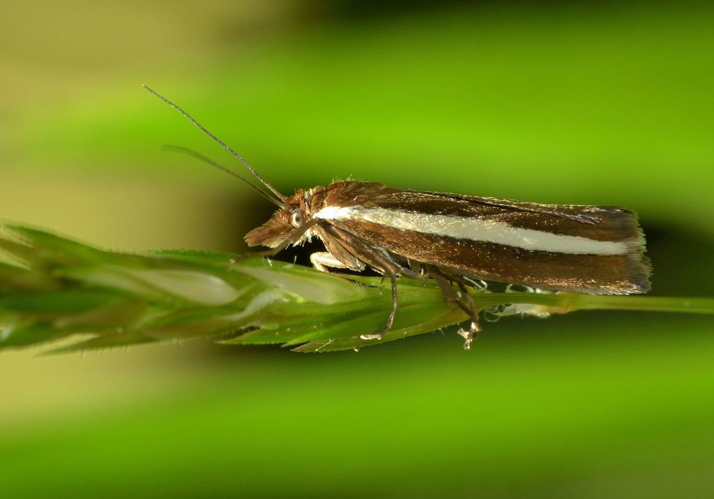 Mire Grass Moth