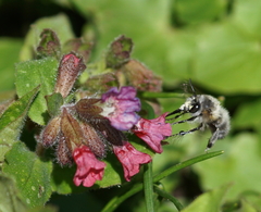 Anthophora plumipes