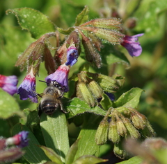 Anthophora plumipes