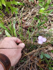 Callisia ornata