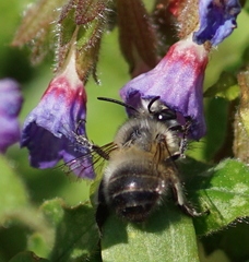 Anthophora plumipes