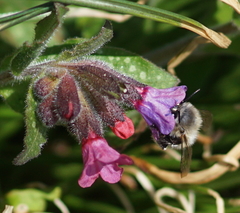 Anthophora plumipes
