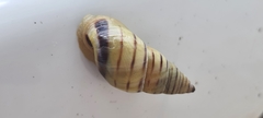 Drymaeus rufolineatus