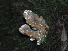 Rigidoporus laetus