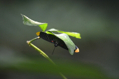 Melanis smithiae xarifa