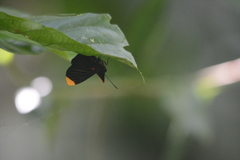 Melanis smithiae xarifa