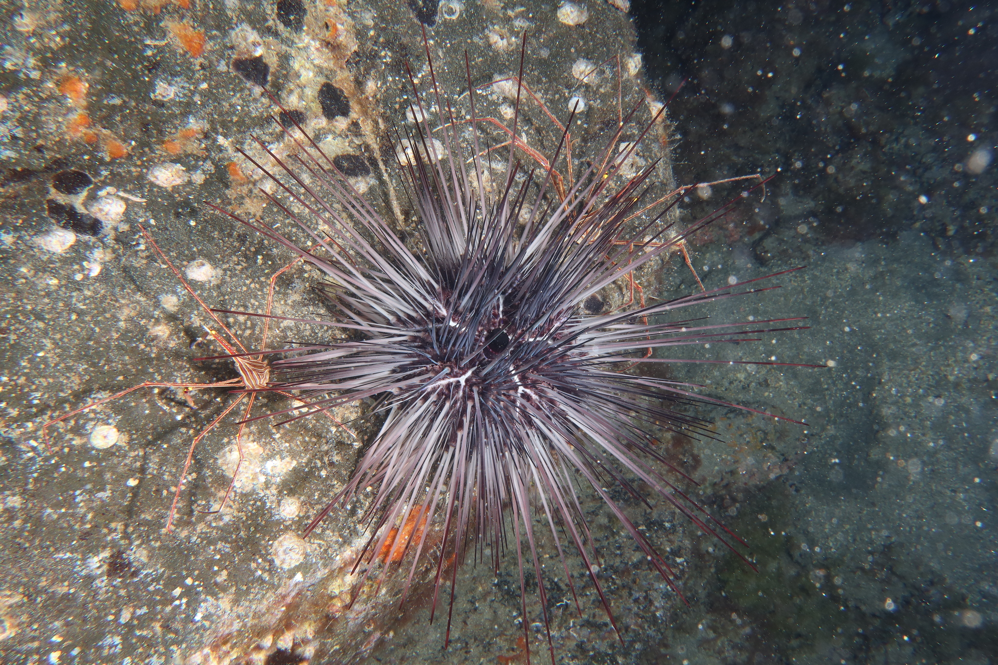 Diadema africanum