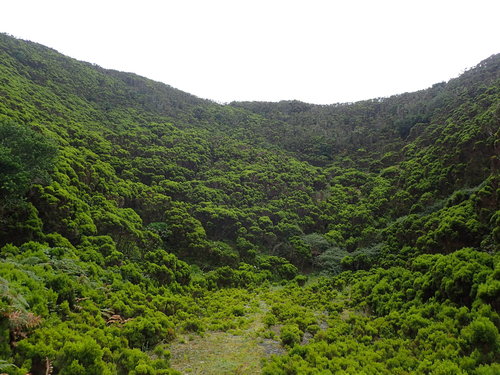 Azorean Heather