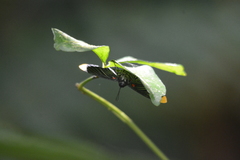 Melanis smithiae xarifa