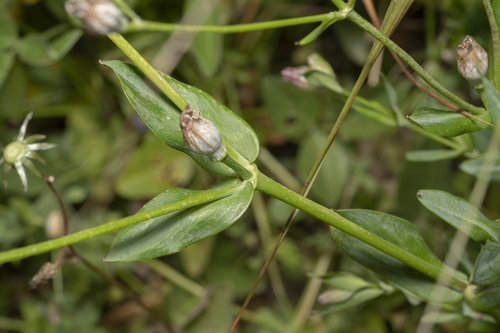 Image of Silene behen by (c) Eleftherios Katsillis, some rights reserved (CC BY)