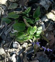 Viola collina