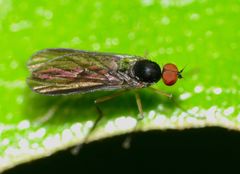 Apalocnemis