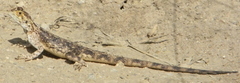 Agama aculeata
