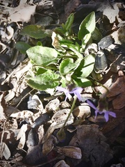 Viola collina