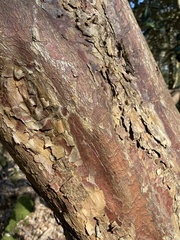 Rhododendron sinogrande