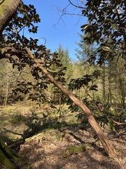 Rhododendron sinogrande