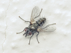 Periscepsia spathulata