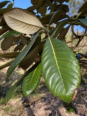 Rhododendron sinogrande