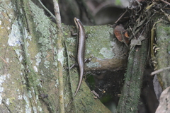 Copeoglossum aurae