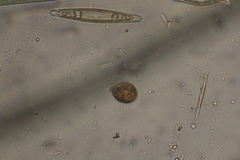 Trachelomonas similis