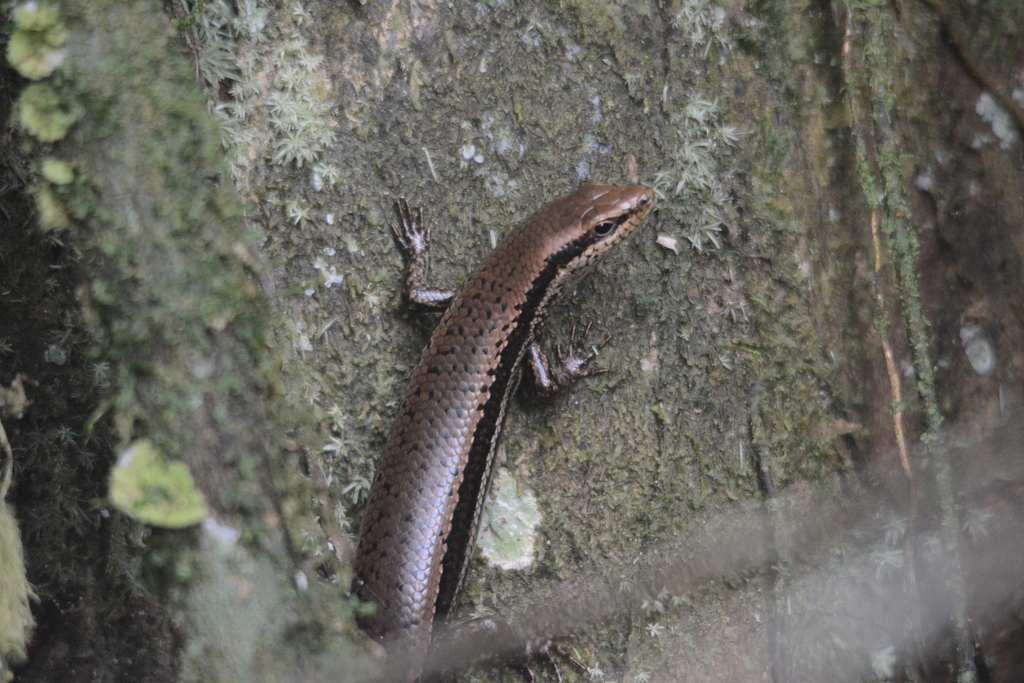 Greater Windward Skink
