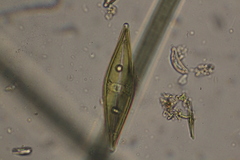 Craticula cuspidata