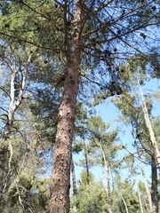 Pinus halepensis