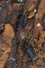Uleiota dubia