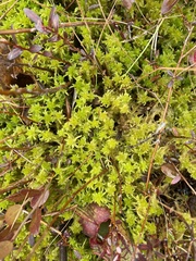 Sphagnum cuspidatum