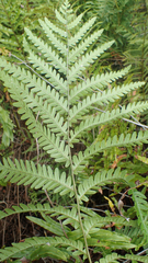 Anchistea virginica image