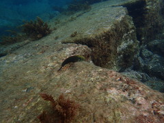 Ophioblennius atlanticus