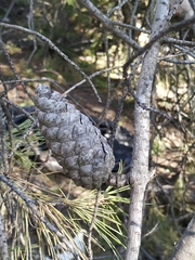 Pinus halepensis