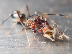Myrmarachne formosana