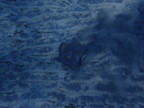 Photo of Common Stingray (Dasyatis pastinaca)