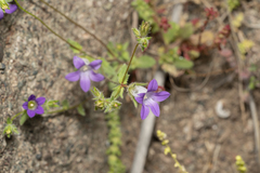 Campanula rhodensis