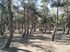 Pinus halepensis
