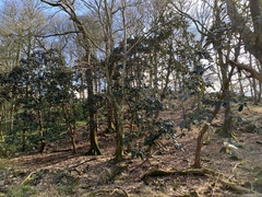 Rhododendron sinogrande