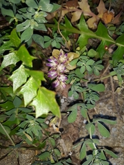 Phedimus stellatus