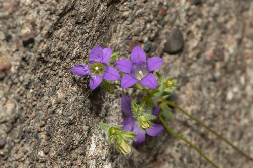 Image of Campanula rhodensis by (c) Eleftherios Katsillis, some rights reserved (CC BY)